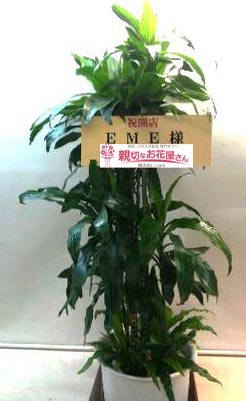 Eme様 （Eme様 おそう） 