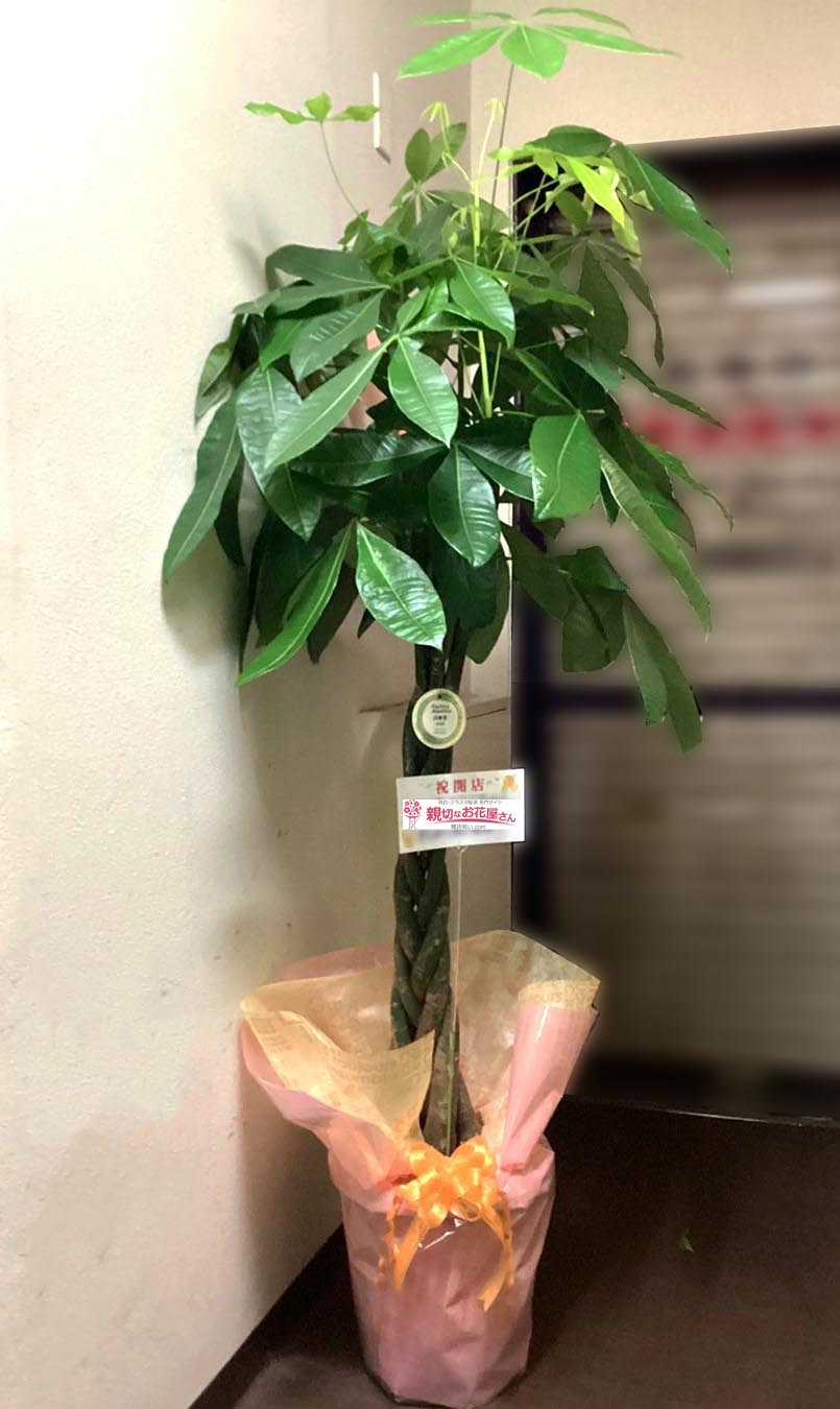 開店祝い花 観葉植物 パキラ 静岡県三島市 スナック店 様 親切なお花屋さん 開店祝い Com 開店祝い花 観葉植物 パキラ 静岡県三島市 スナック店 様 親切なお花屋さん 開店祝い Com