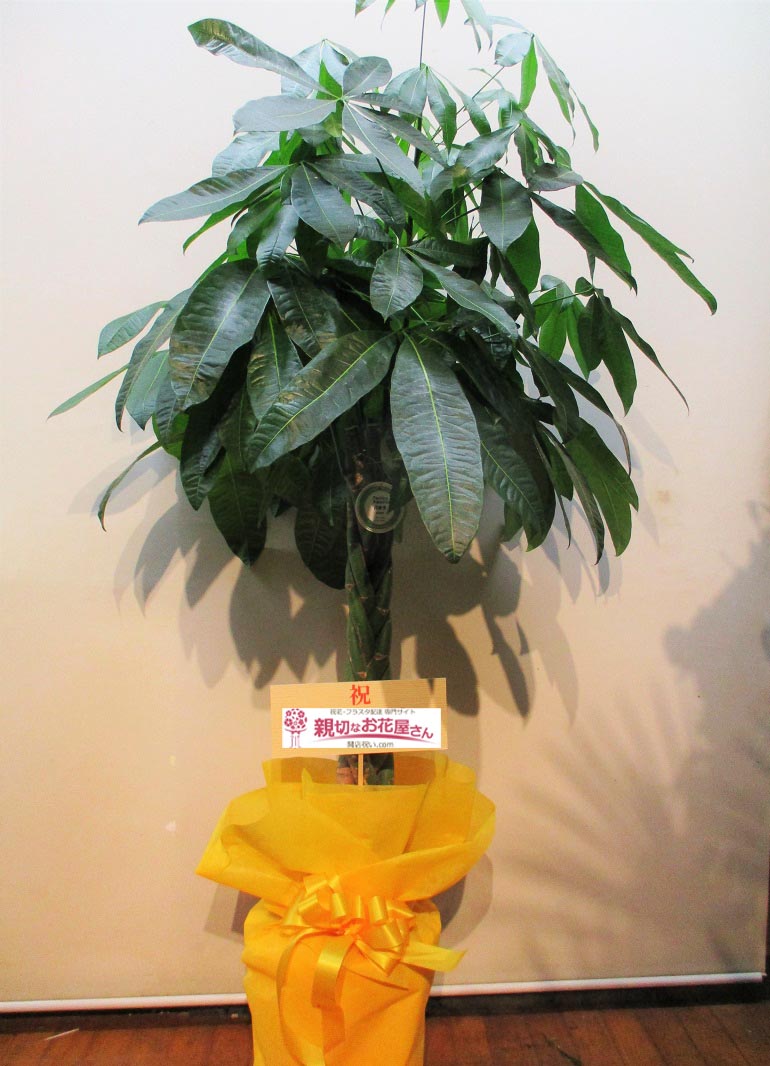 開所祝い花 観葉植物 パキラ 千葉県船橋市 グループホームつどい 新船橋 様 親切なお花屋さん 開店祝い Com