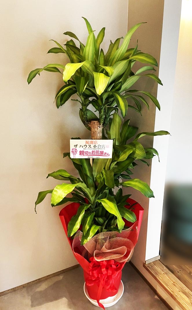 祝花 観葉植物 マッサン 福岡県北九州市小倉南区 ザ ハウス 小倉店 様 親切なお花屋さん 開店祝い Com 祝花 観葉植物 マッサン 福岡県北九州市小倉南区 ザ ハウス 小倉店 様 親切なお花屋さん 開店祝い Com