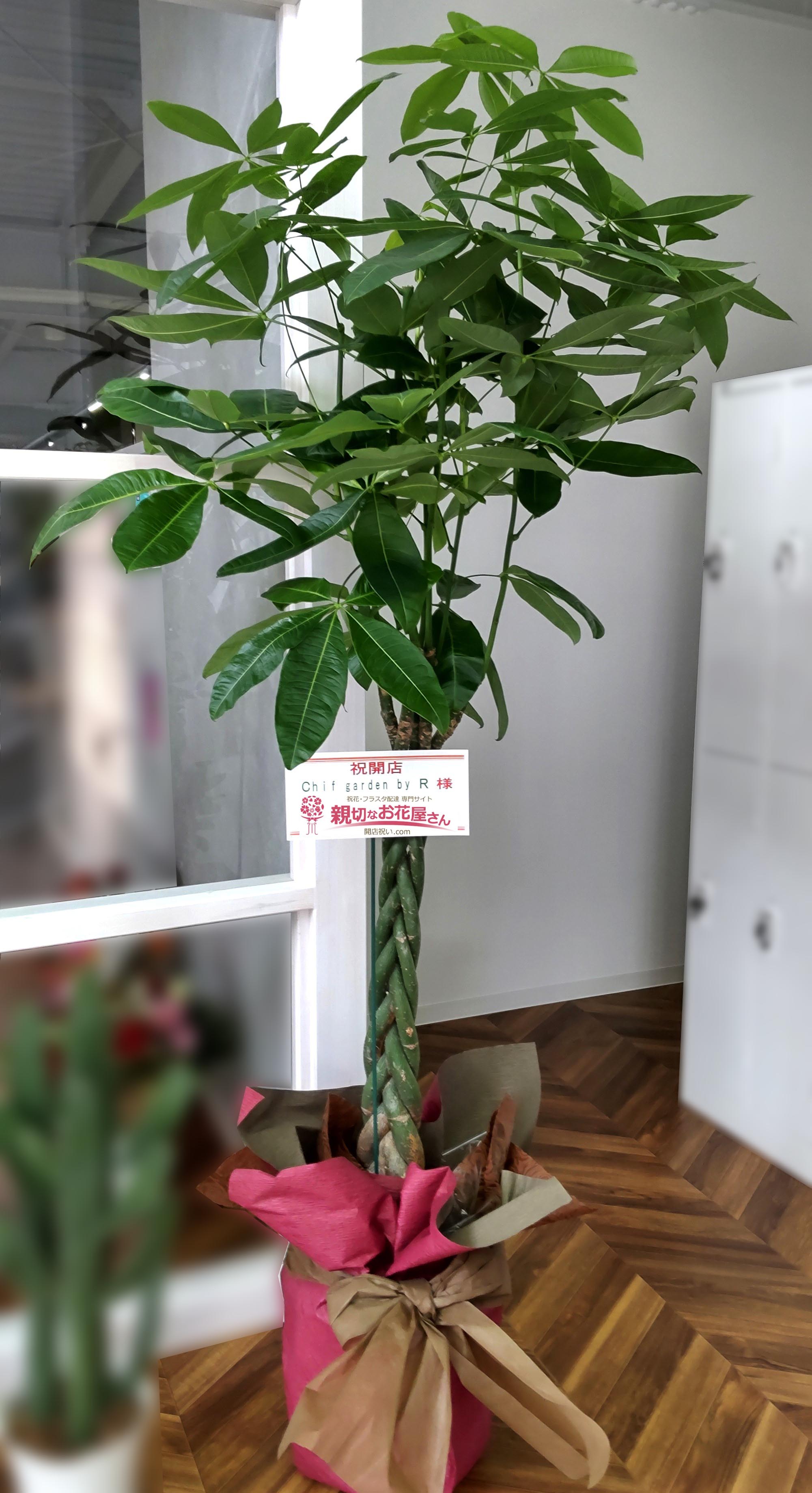 開店祝い花 観葉植物 パキラ 北海道旭川市 Chif Garden By R 様 ヘアサロン 親切なお花屋さん 開店祝い Com 開店祝い花 観葉植物 パキラ 北海道旭川市 Chif Garden By R 様 ヘアサロン 親切なお花屋さん 開店祝い Com