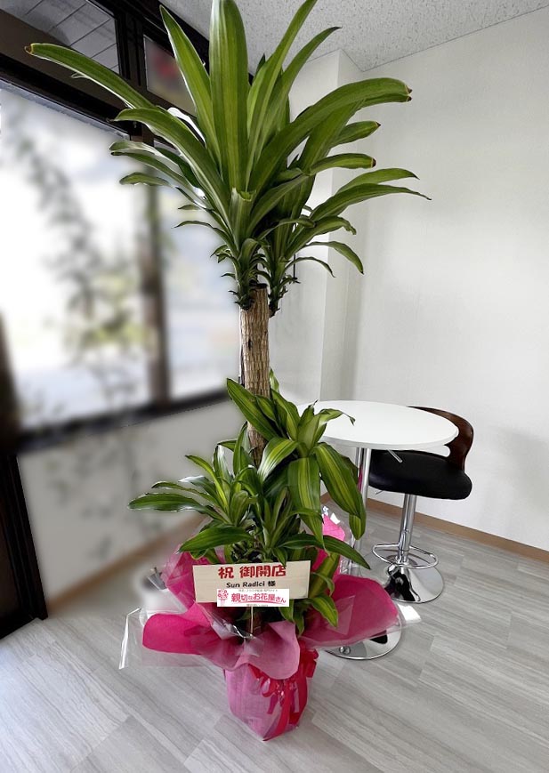 開店祝い花 観葉植物 マッサン 沖縄県宮古島市 Sun Radici 様 親切なお花屋さん 開店祝い Com