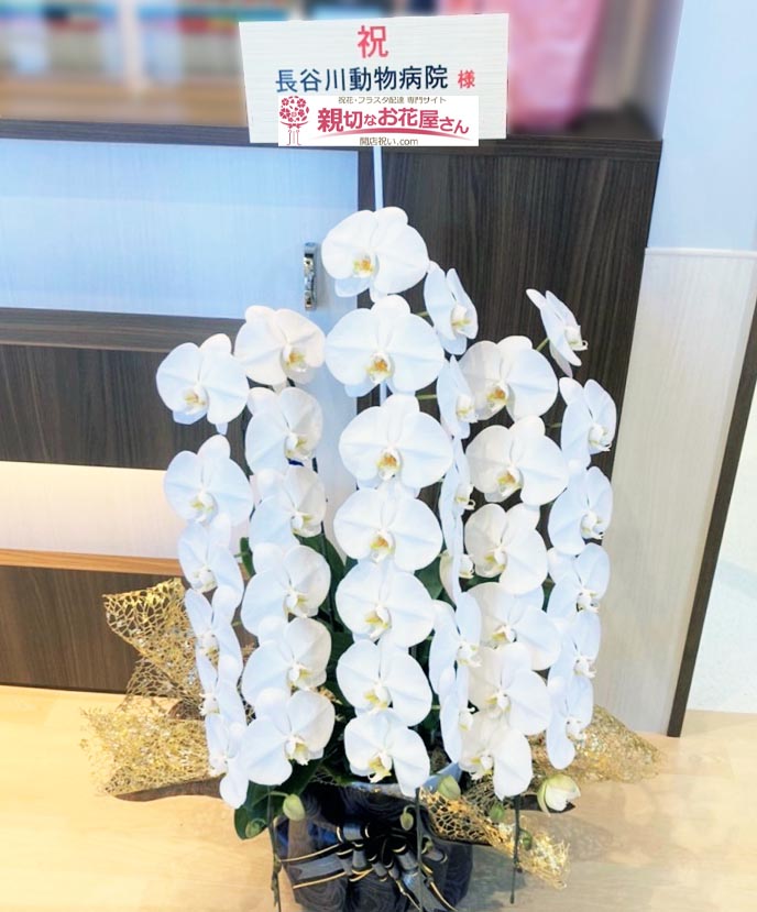 開院祝い花 胡蝶蘭 埼玉県久喜市 長谷川動物病院 様 親切なお花屋さん 開店祝い Com