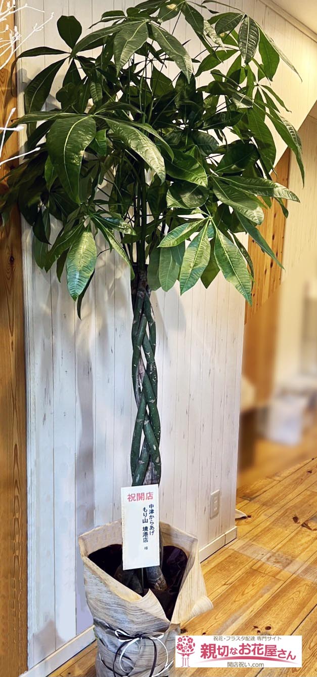 開店祝い花 観葉植物 パキラ 鳥取県境港市 中津からあげ もり山 境港店 様 親切なお花屋さん 開店祝い Com 開店祝い花 観葉植物 パキラ 鳥取県境港市 中津からあげ もり山 境港店 様 親切なお花屋さん 開店祝い Com